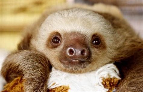 Sloth video - This is a video of a sloth pooping. (Video: Gillian Brockell/The Washington Post) Rebecca Cliffe , a sloth biologist at Swansea University , said she’s seen these animals lose up to one-third of ...